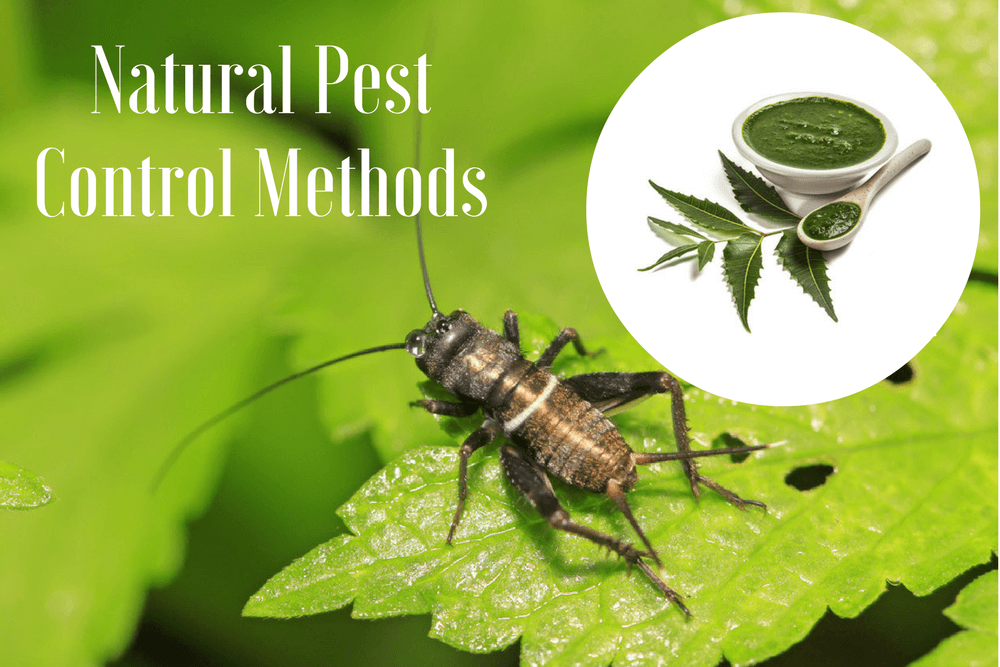 Natural Pest Repellents